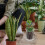 5Sets Clear Plastic Orchidee Potten Met Drainagel En Tray 8