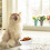 Ceramic Tilted Elevated Cat Food Bowl White 3