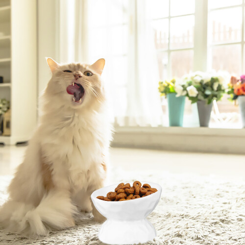 Ceramic Tilted Elevated Cat Food Bowl White 2