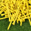 100Pcs Yellow Wood Tees for Golf Durable Yards Tees 3