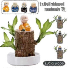 (only 1 Nutrient solution) Direct from the base, Brazilian Lucky Bamboo Plant, Indoor Water Cultivated Desk