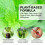 Spray refrescante para el control de plagas de mascotas 100 ml 4