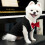 Luxurious Pet Suit for Special Gatherings Soft Durability-M 2 5