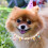 1Collier Chat Réglable À Cloche Pour Animaux En Coloré 3