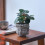 Multifunctional Buddhas Shape Cement Planter Including Drainage 4
