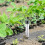 2 Pcs Mole Repeller with Vibration Motor Mole Control,vole Repellent,mole Repellent, Control for An 26s 5