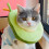 Elizabethan Collar, Cat Recovery Collar Protective Collar Adjustable Soft Edge Breathable Designed P 4