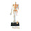 Mini Human Skeleton Model with Removable Arms And Legs for Doctors, Students 3