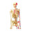 Mini Human Skeleton Model with Removable Arms And Legs for Doctors, Students 4
