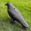 Ρεαλιστικό αποτρεπτικό πουλιών Raven Decoy για εξωτερικό έλεγχο παρασίτων κα 5