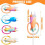 4 Pcs Universal Cable Protectors for Phone Charging and Data Cables, Durable Silicone Wire Guards 2