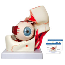 Hoogwaardig Anatomisch Model van Het Menselijk Oog, 3 Keer Vergroot, voor Wetenschappelijk Onderwijs
