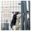 Cat Waterer Cat Feeder and Dispenser Automatic Pet Watering System Gravity-Flow Design 3