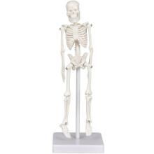 Squelette, Petite Figurine Anatomique, Bras et Jambes Articulés, Os Humains, Outil Pédagogique, Décoration