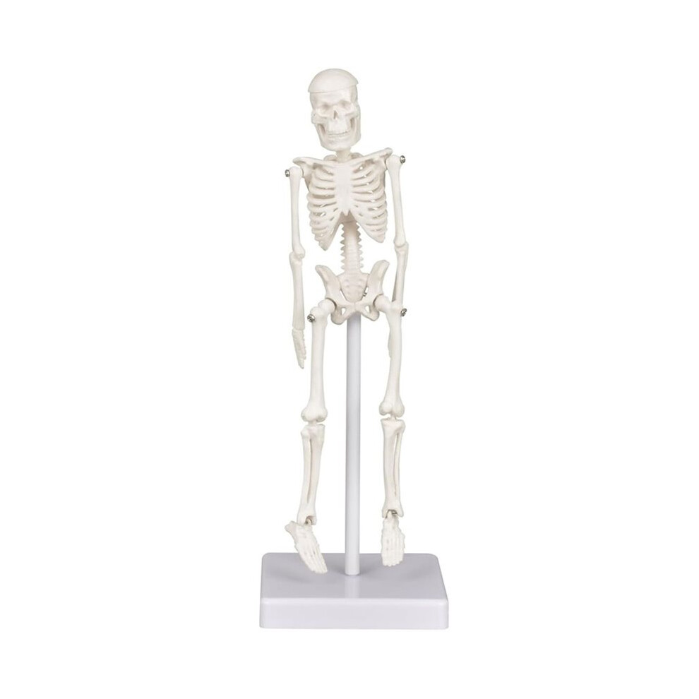 Skeleton Model,Small Anatomy Skeleton Figure, Movable Arms And Legs,Humanbones For Teaching Tool, Decoration 4712665283426
