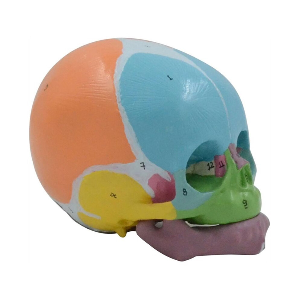 Life Size Baby  Skeleton Model, Number Coded Anatomical Baby  Skull Model for Diseases Study, Lecture Report
