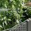 VidaXL vidaXL Garden Planter 3 pcs Black Plastic 5