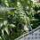 VidaXL vidaXL Garden Planter 3 pcs LiGht Grey Plastic 5