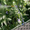 VidaXL vidaXL Garden Planter 4 pcs Brown Plastic 5