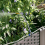 VidaXL vidaXL Garden Planter 3 pcs Brown Plastic 5
