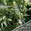 VidaXL vidaXL Garden Planter 4 pcs Black Plastic 5