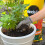 Miracle-Gro Miracle-Gro Premium All Purpose Compost, PEAT FREE, 40 Litre 3