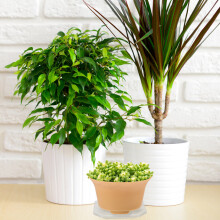 50Pièces Soucoupes Transparentes Robustees Pour Petits Pots Succulents