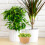 50Pièces Soucoupes Transparentes Robustees Pour Petits Pots Succulents 1