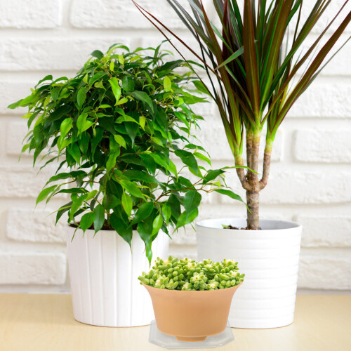 50Pièces Soucoupes Transparentes Robustees Pour Petits Pots Succulents