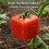 Triangle Fruit Shaping Mold Reusable Transparent Plastic Strawberry Tomato Growing Styling Tool Triangle 2