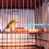 10St Plastic Vogelstandaard Diverse Kleuren & Vogelkooi 8