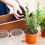 Basin Cactus Desktop Planter Clear Pots With Drainage 3