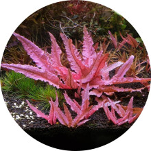 K2AQUA Cryptocoryne Wendtii Flamingo Small in Vitro Aquarium Live Plants Tropical Aquascaping Vitro Rare Pink Aquatic Plant Shrimp Safe