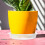 60Pièces Plateaux Drainage Plantes Transparent PP Longue Durée 9