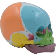 Life Size Baby Skeleton Model, Number Coded Anatomical Baby Skull Model for Diseases Study, Lecture Report