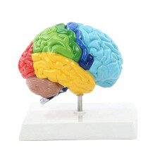 HemisféRio Direito Do CéRebro Modelo de Corpo Humano EducaçãO Modelo CéRebro 1:1 para Ensino Do Aluno Estudo Modelo de Montagem