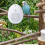 Recording Bird Learning Machine Interactive  Talking Trainer, Timer-Controlled Multi-Segment Audio Playback Device 7