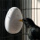 Recording Bird Learning Machine Interactive  Talking Trainer, Timer-Controlled Multi-Segment Audio Playback Device 9