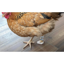 Geflügelbeinschienen-Set, Beinstütze für Hühner, Enten und Gänse bei Bruch