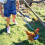 4 Pcs Adjustable Chicken Harness with Leash- 4 Styles Comfortable Hen Vest Breathable Mesh Training Harness and Leash 9