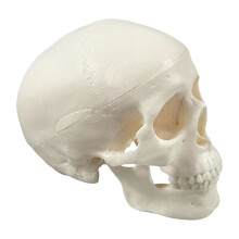 Human Skull Model - Anatomy Skeleton , Realistic Bone Model for Medical Art Learning, Educational Teaching Tool