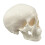 Human Skull Model - Anatomy Skeleton ,  Realistic Bone Model for Medical Art Learning, Educational Teaching Tool 1