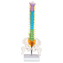 Modèle Miniature Scientifique de Colonne Vertébrale, Modèle Anatomique de Colonne Vertébrale avec les Nerfs, Modèle D'Anatomie Humaine avec