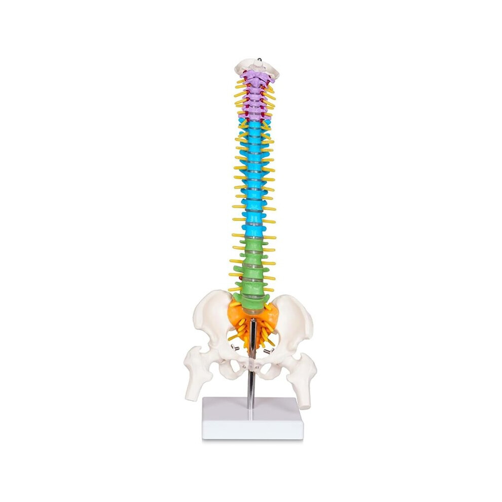 Scientific  Spine Model, Anatomical Spine Model with All Nerves, Human Anatomy Model with Stand for Instruction