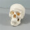 Human Skull Model - Anatomy Skeleton ,  Realistic Bone Model for Medical Art Learning, Educational Teaching Tool 2