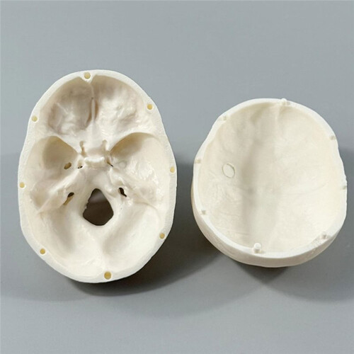 Human Skull Model - Anatomy Skeleton ,  Realistic Bone Model for Medical Art Learning, Educational Teaching Tool