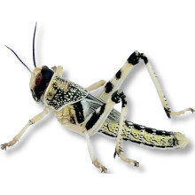 Livefood UK Live Locusts Medium size 15mm to 30mm MEGA TUB of 75 live locusts (3 tubs of 25 Reptile Livefood)