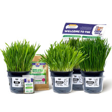 Fresh Grass for Rabbits, Guinea Pigs, Chinchillas, Hamsters, Gerbils – 4 Varieties (Oats, Wheat, Barley, Mix) – Healthy Hay Alternative – Live B
