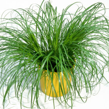 2 x Cyperus Zumula - Cat Grass - Potted Cat Friendly Digestive Support (12cm Pot, 20-30cm)
