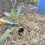 Stand  Weed Puller Tool with Screw Holes Portable Weeding  Replacement Gardening Digging Weeder Removal Accessory 5
